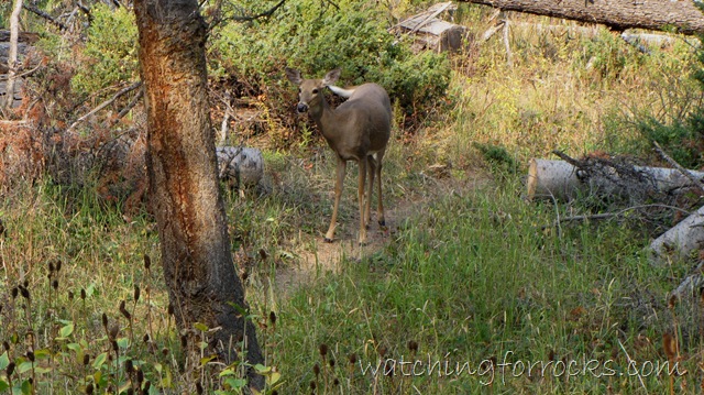 [IMG_4155White%2520TailedDeer%255B8%255D.jpg]