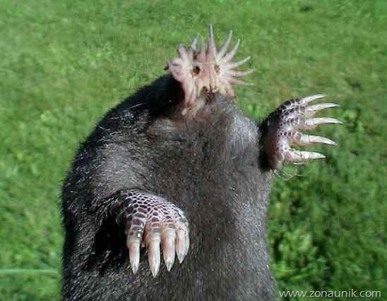 starnosedmole
