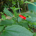 Hibisco-colibri