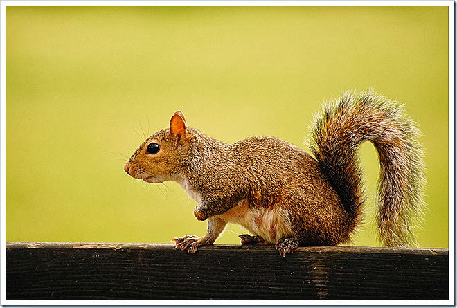 public-domain-pictures-squirrel-1 (291)