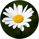 Marguerite