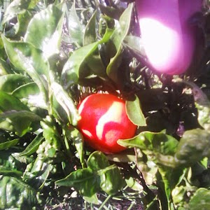 zo zie je, fruit in de tuin!