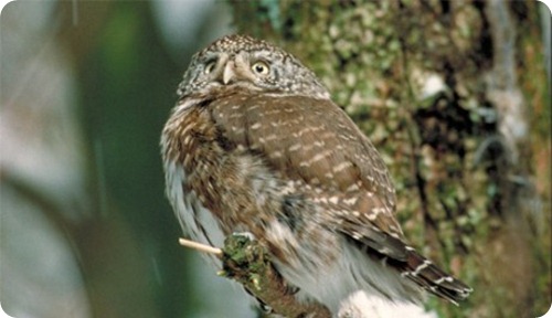 civenana3_scheda_specie_grande civenana3_scheda_specie_grande