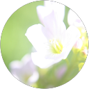 Image Google de Camille Jolivet
