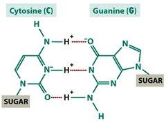 cytosine and guanine 