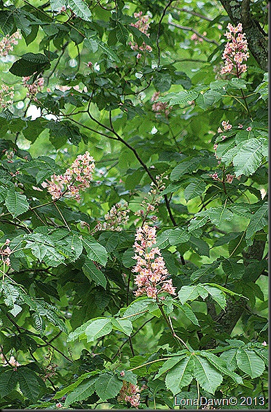 DA_Aesculus_pavia_Koehenii_FloweringBuckeye4