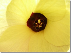 Hibiscus de Guatemala (4)