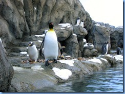 0101 Alberta Calgary - Calgary Zoo Penguin Plunge - King penguin & Gentoo penguins
