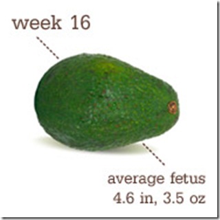 16 Weeks-Avocado