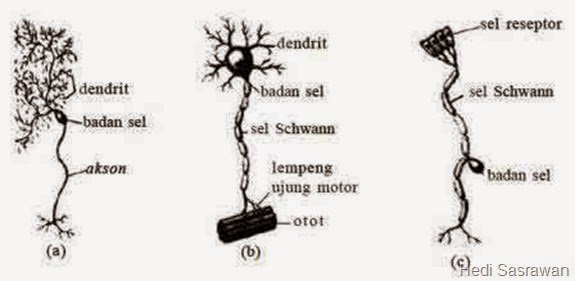 Jenis-jenis neuron
