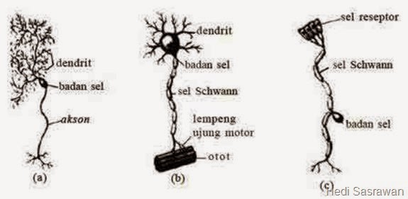 3 Gambar Sel Neuron (Beserta Penjelasannya) | Hedi Sasrawan