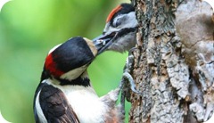 Picchio-rosso-3_scheda_specie_grande Picchio-rosso-3_scheda_specie_grande