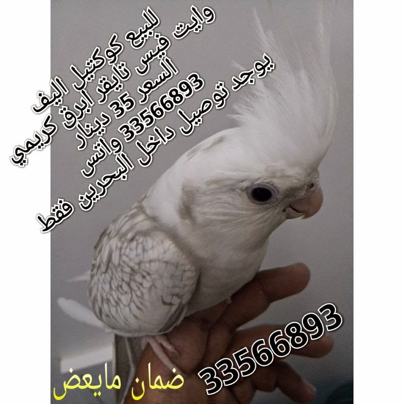 29+ كوكتيل وايت فيس Gif