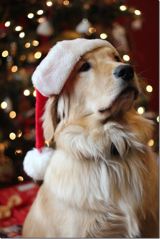 perro gorritos navidad (7)