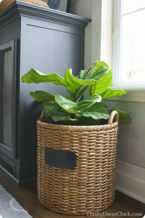 fiddle leaf plant in basket