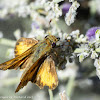 Hobomok skipper