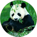 Kitchen Pandas profile picture