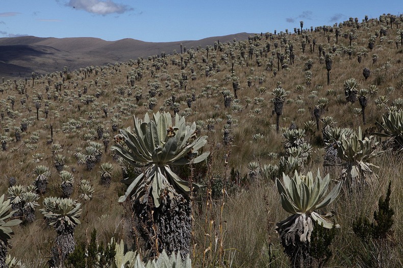 el-angel-paramo-3