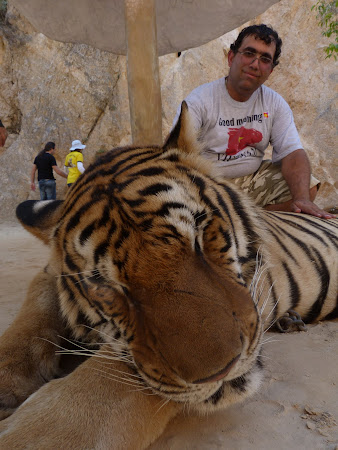 Templul tigrilor Thailanda - 