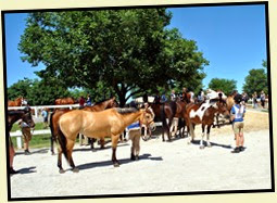 14c - Pony Club riders at check-in