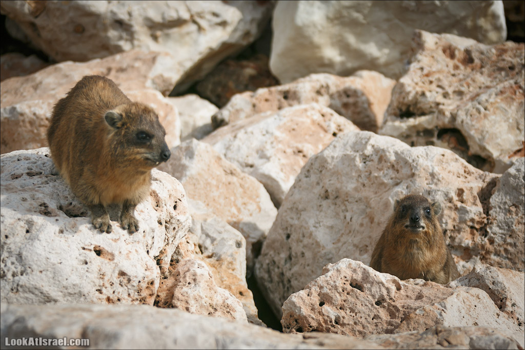 Даманы - израильские родственники слонов | LookAtIsrael.com - Фото путешествия по Израилю