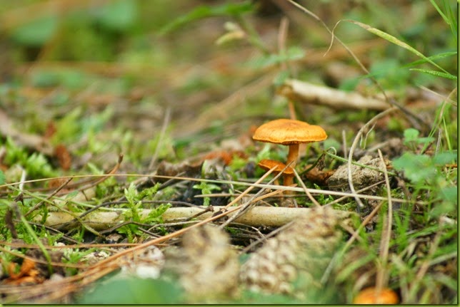 fungi on the forest floor