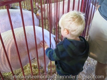 pigs at farm show