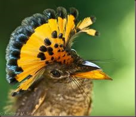 Amazing Animal Pictures Amazonian Royal Flycatcher (7)