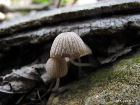 Non-inky Coprinus