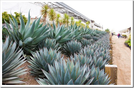 120929_SucculentGardens_Agave-Blue-Glow- -Blue-Flame_10