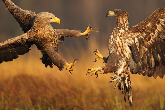 [fighting-eagles%255B3%255D.jpg]
