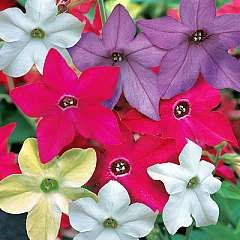 [Nicotiana%2520x%2520sanderae%255B2%255D.jpg]