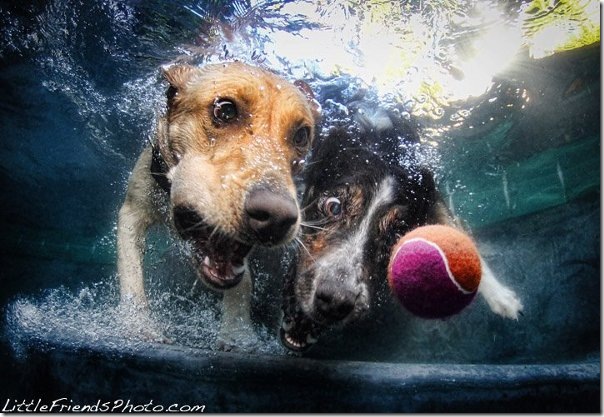 Seth-Casteels-Underwater-Dog-Photography-10
