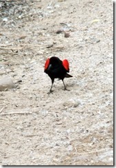 Red-winged blackbird display 2 3-30-2013 8-40-41 AM 1059x1545