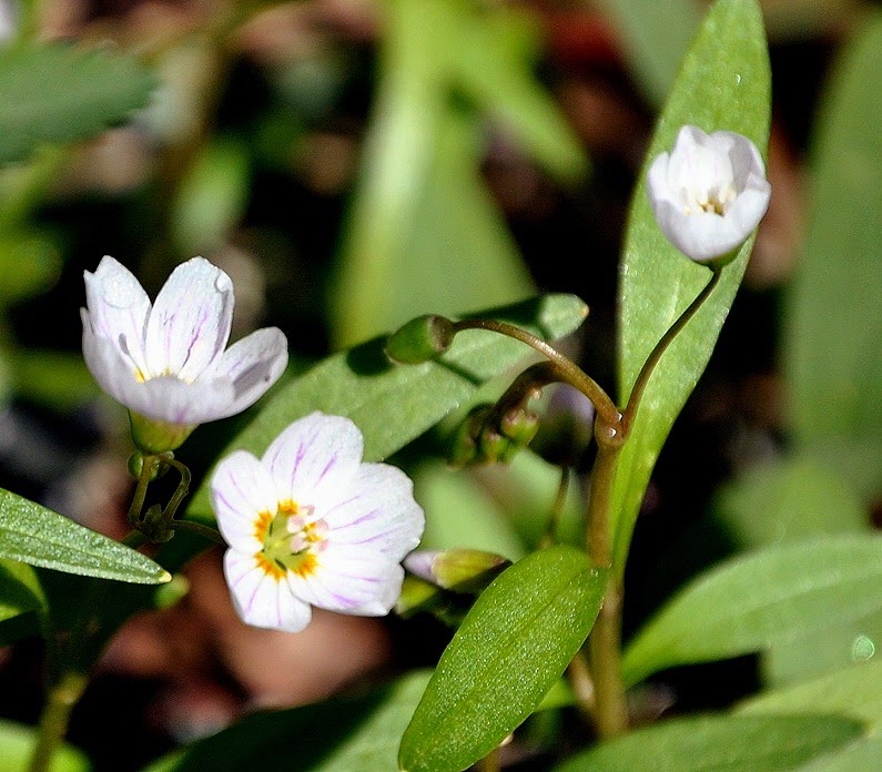 [04---Spring-Wildflowers---X3---cant-%255B1%255D.jpg]