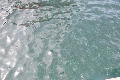 DSC_0249.JPG