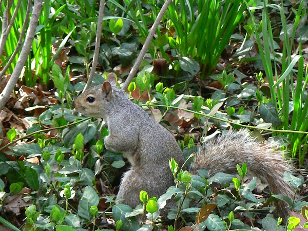 Imagini SUA: veverite in Central Park