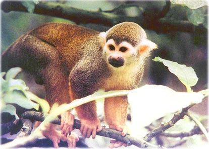[macaco-amazonia%255B3%255D.jpg]