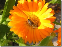 včely na květech 054