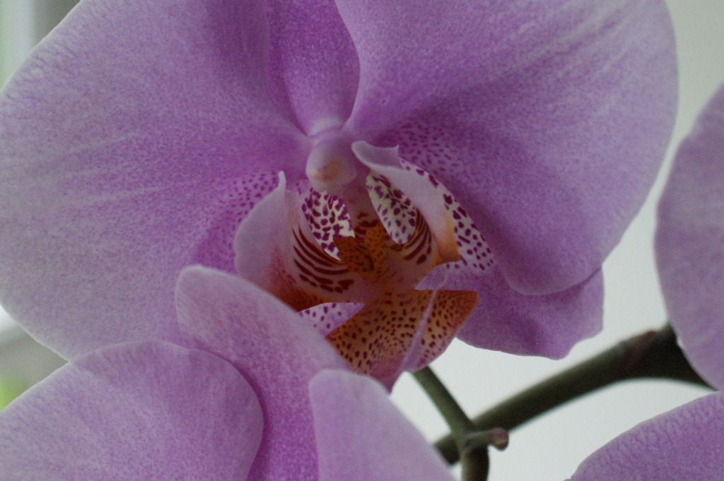 [orkide%255B5%255D.jpg]