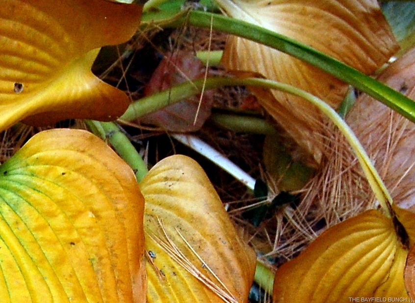 [DSC_8967%255B3%255D.jpg]