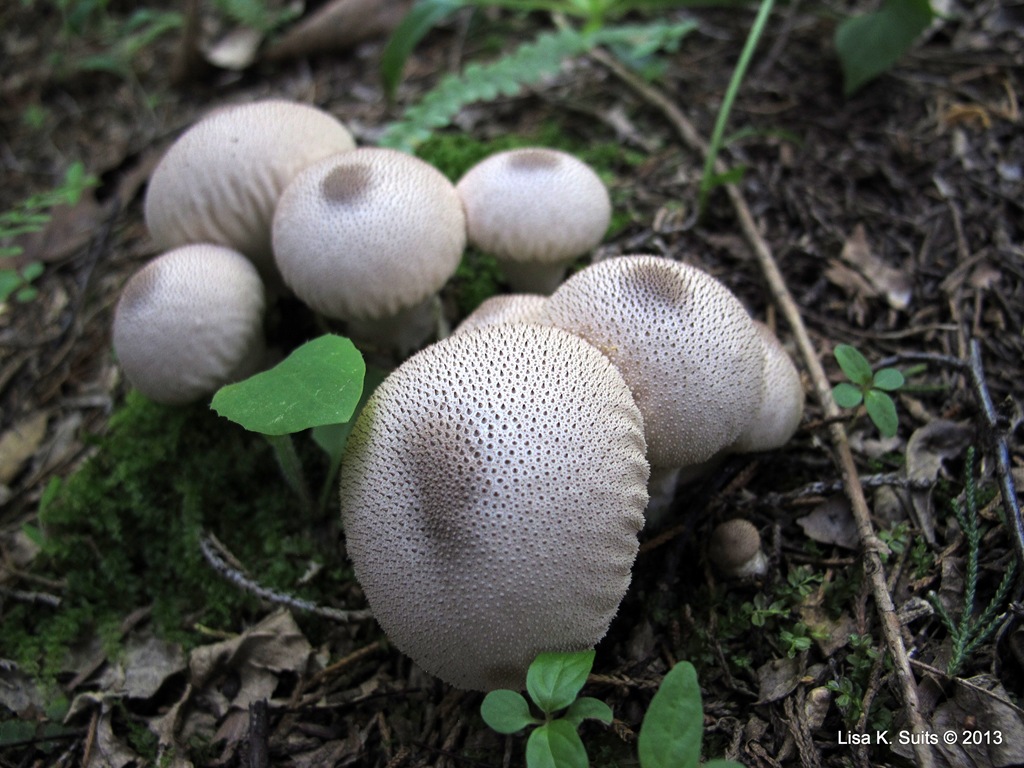 [puffballs%2520closeup%255B5%255D.jpg]