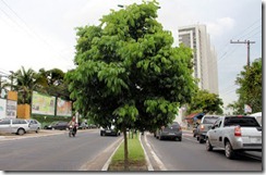 Manaus_plano de arborização
