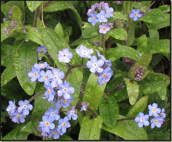 Forgetmenots by the Bridgewater Canal