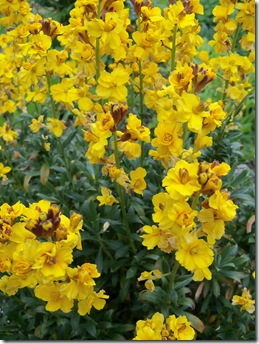 erysimum harpur crewe, yellow wallflower,harpur crewe, scented wallflower, erysimum cheiri
