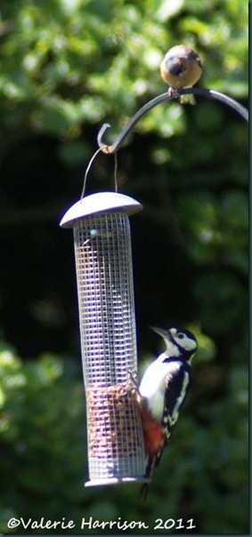 28 great-spotted-woodpecker