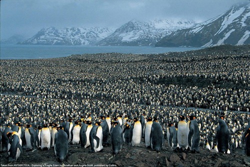 Ανταρκτική πιγκουίνους