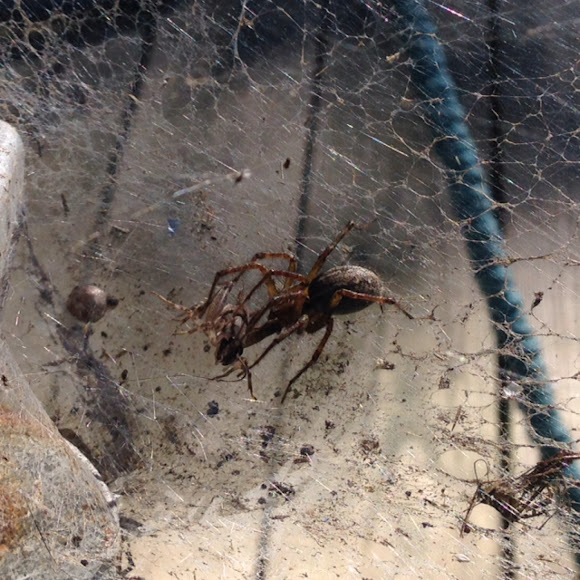 Barn Funnel Weaver Spider Project Noah