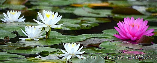 Glória Ishizaka - flores 81