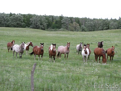 Twelve Horses